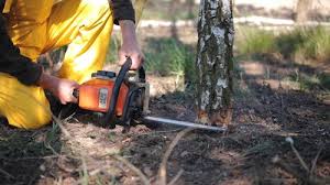 Best Tree Disease Treatment  in Palmyra, WI